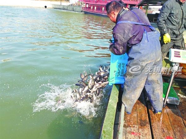 太湖放流魚苗，治理藍(lán)藻
