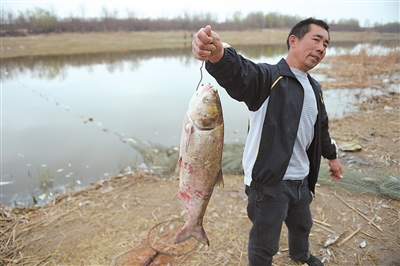 銀川愛伊河水污染，大量魚死亡