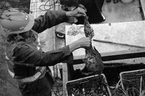 寧波河流黑臭，打撈上千斤死魚