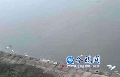 九江城區(qū)兩湖污染嚴(yán)重，湖邊不少死魚