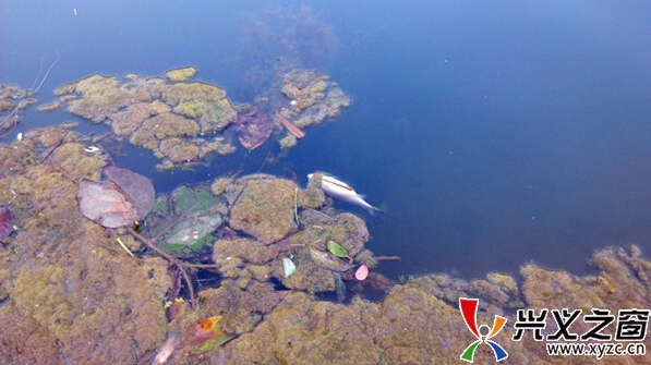 死魚(yú)漂浮水面