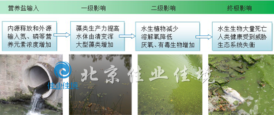 藍藻水華形成過程